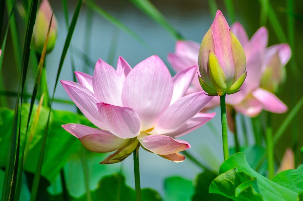 Lotus rising above the impurity