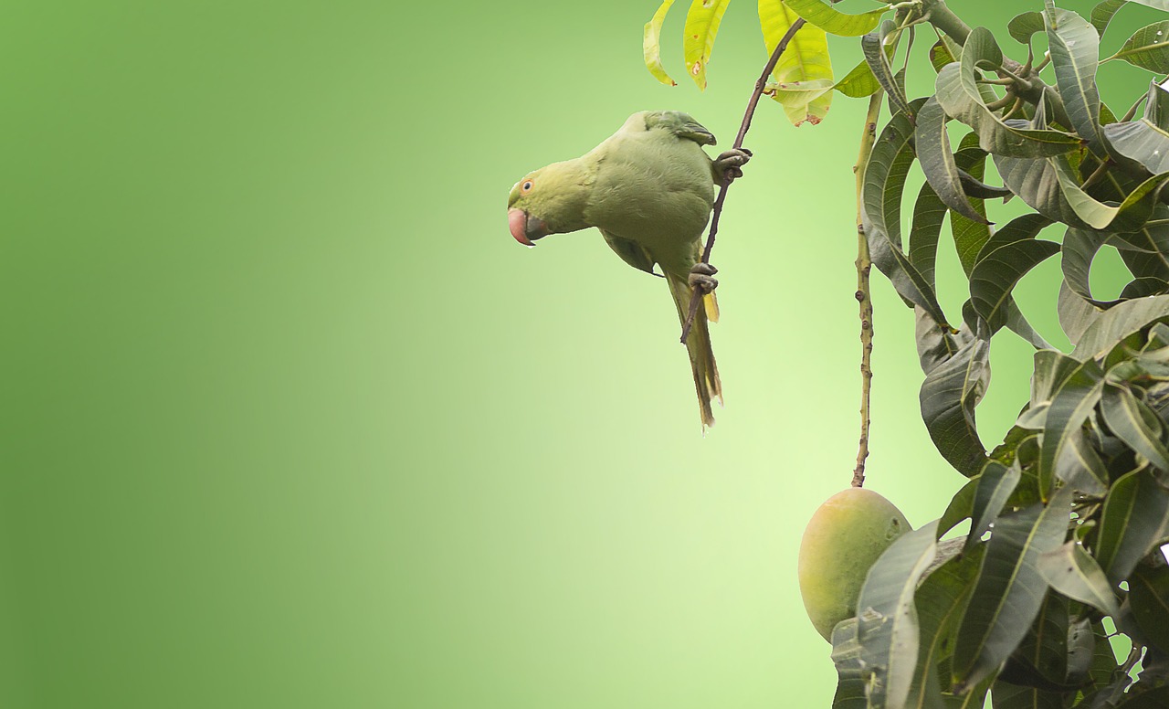 The mango tree