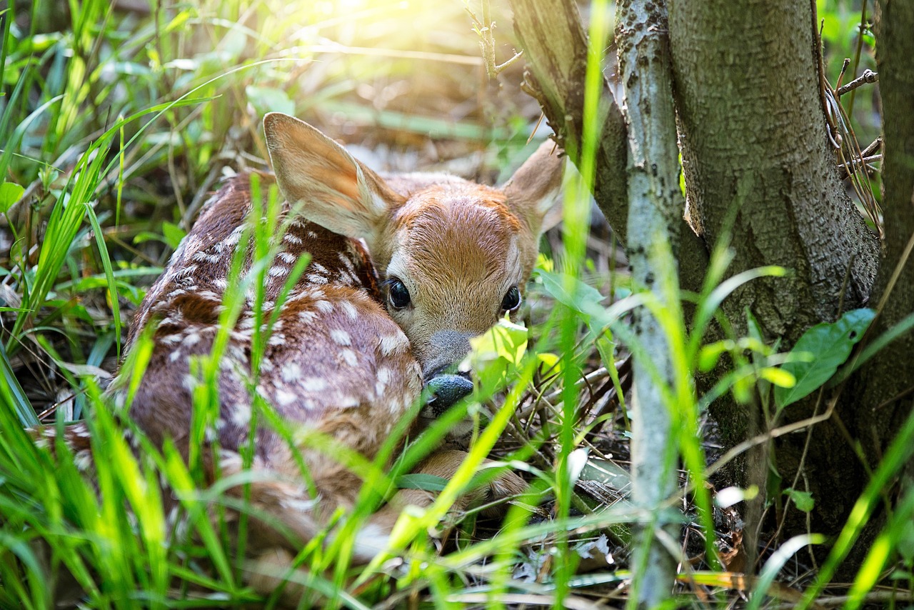 Welcome habitat