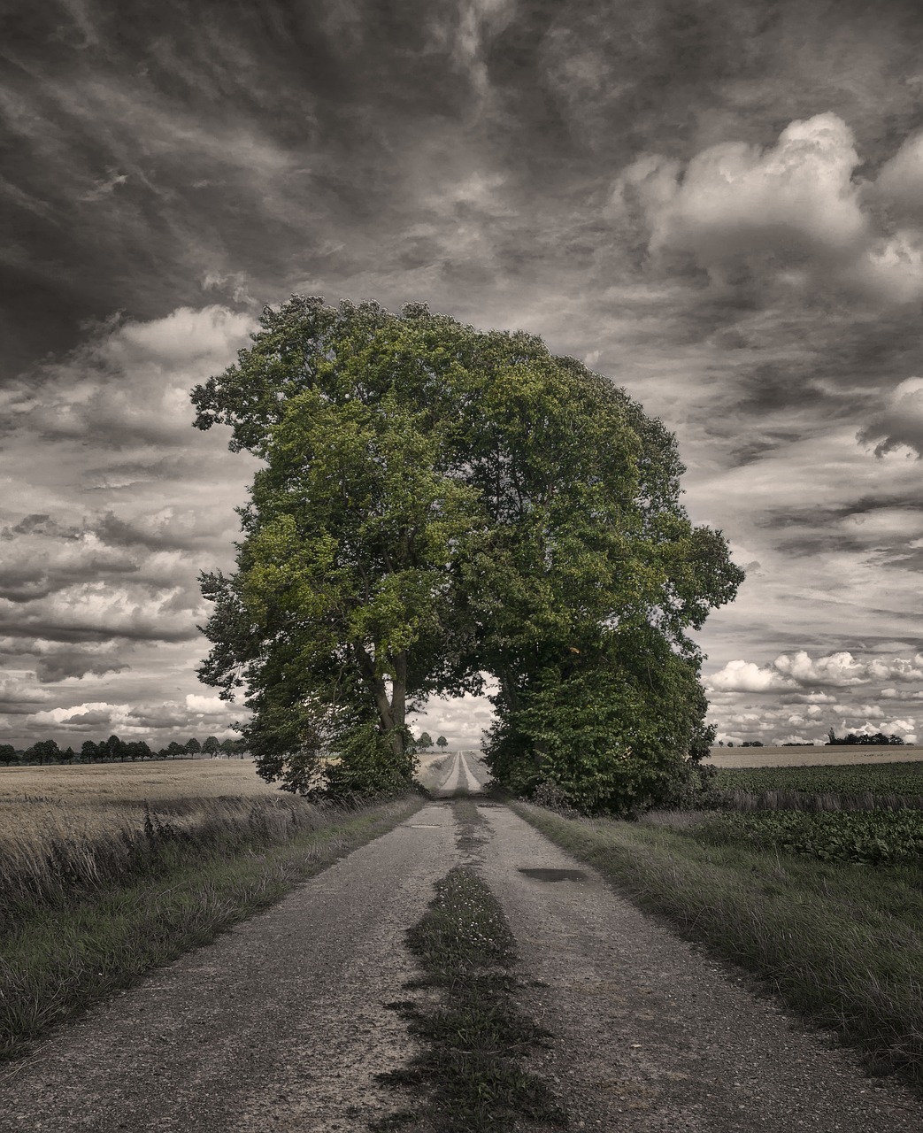 Tree migration