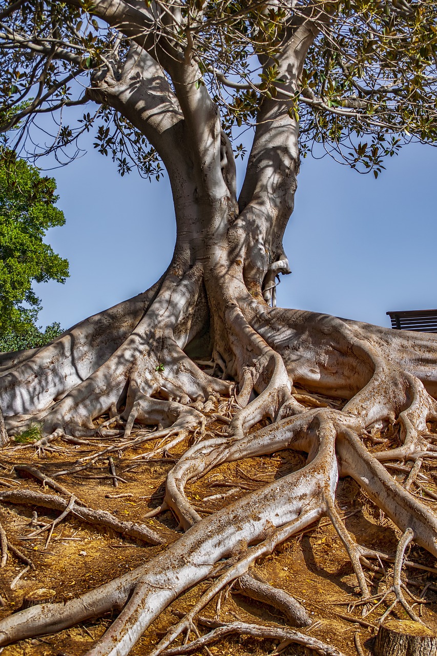 The tree roots