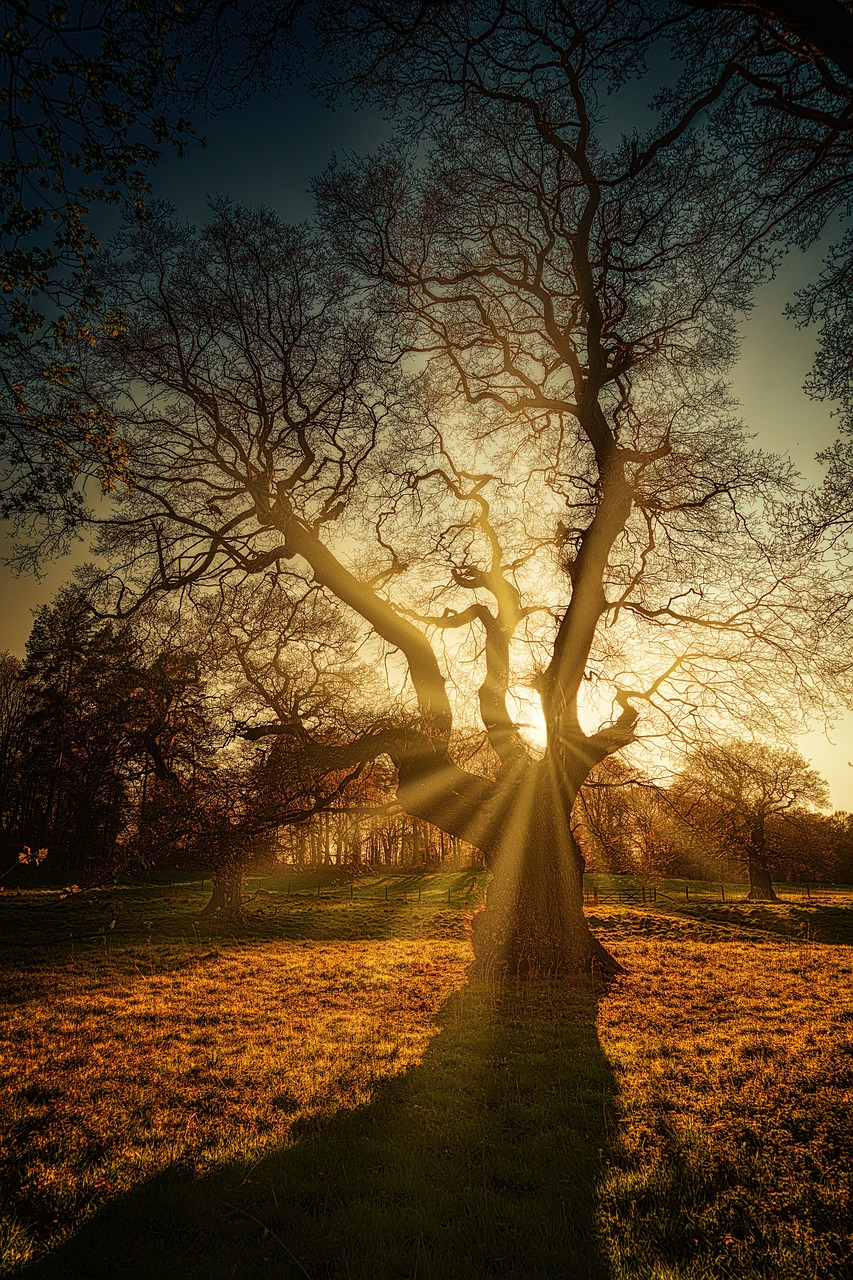 The tree's shadow