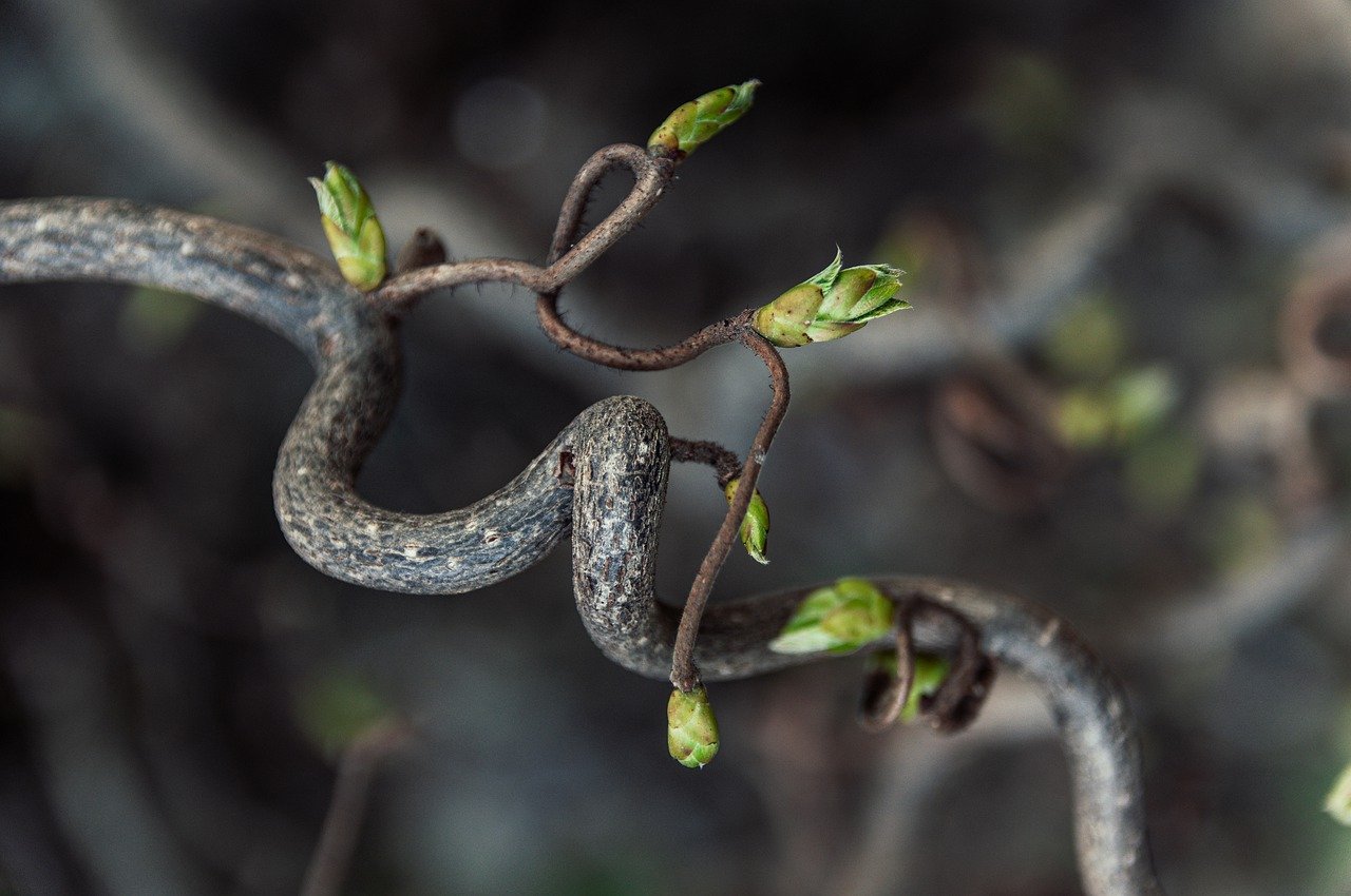 The gnarled tree