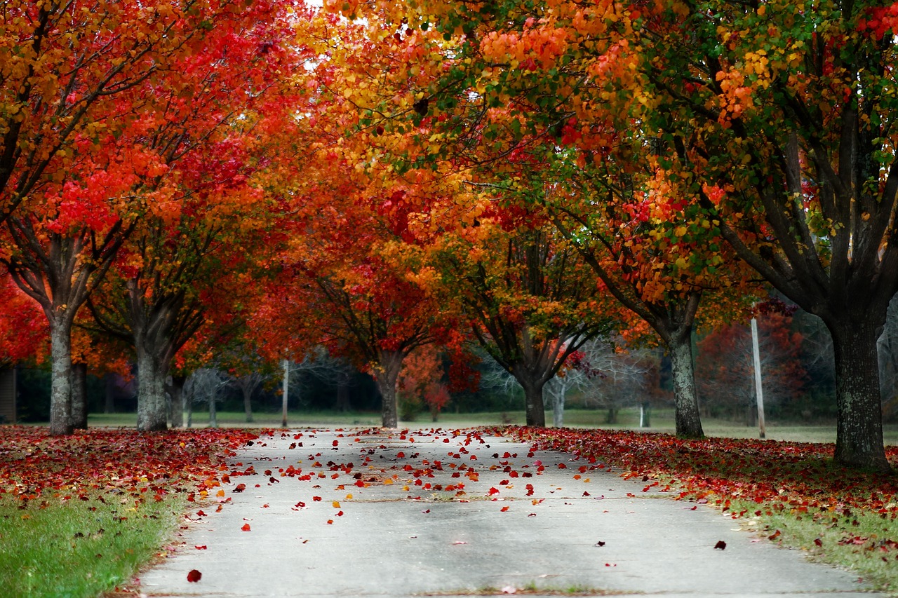 The beauty of the tree